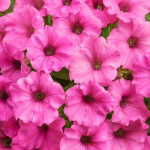 Supertunia_Mini_Vista_Hot_Pink_Petunia_Flowers_Close_Up__62057 22_300x3002